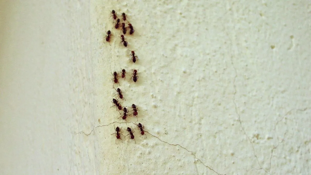 Wat mieren in huis betekenen: biologie, Feng Shui en praktische oplossingen