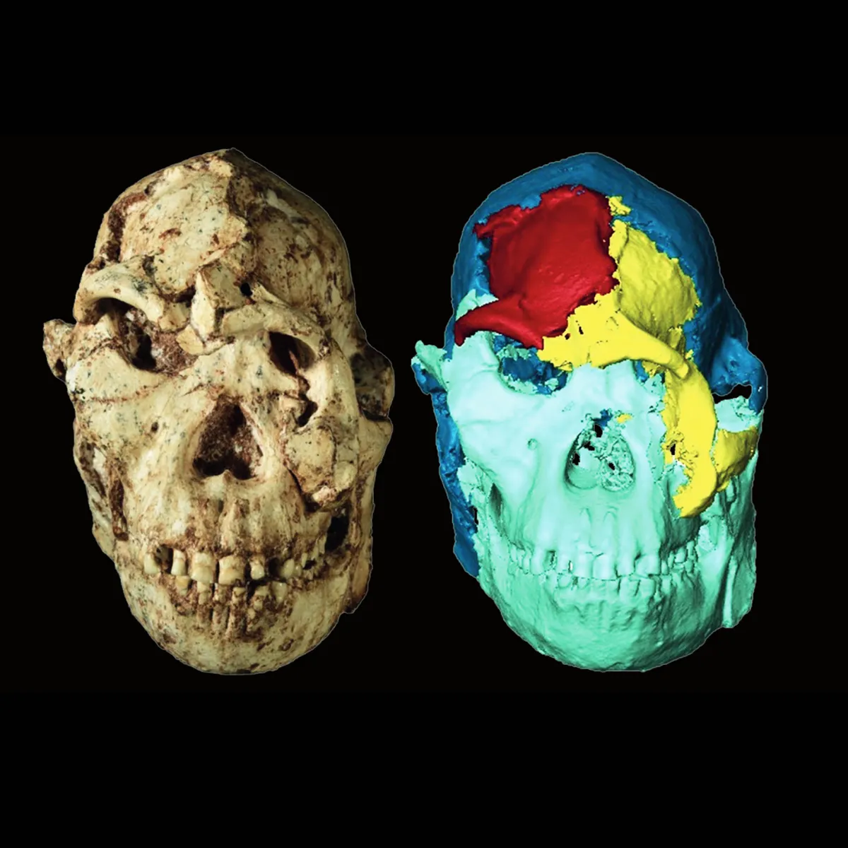 Digitale reconstructie onthult nieuwe geheimen van het gezicht van Australopithecus 'Little Foot'