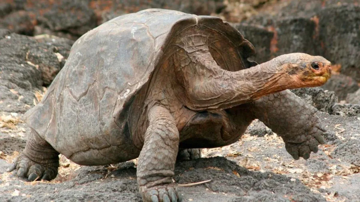 Afscheid van Gramma: een leven van meer dan een eeuw van een Galápagos-reuzenschildpad