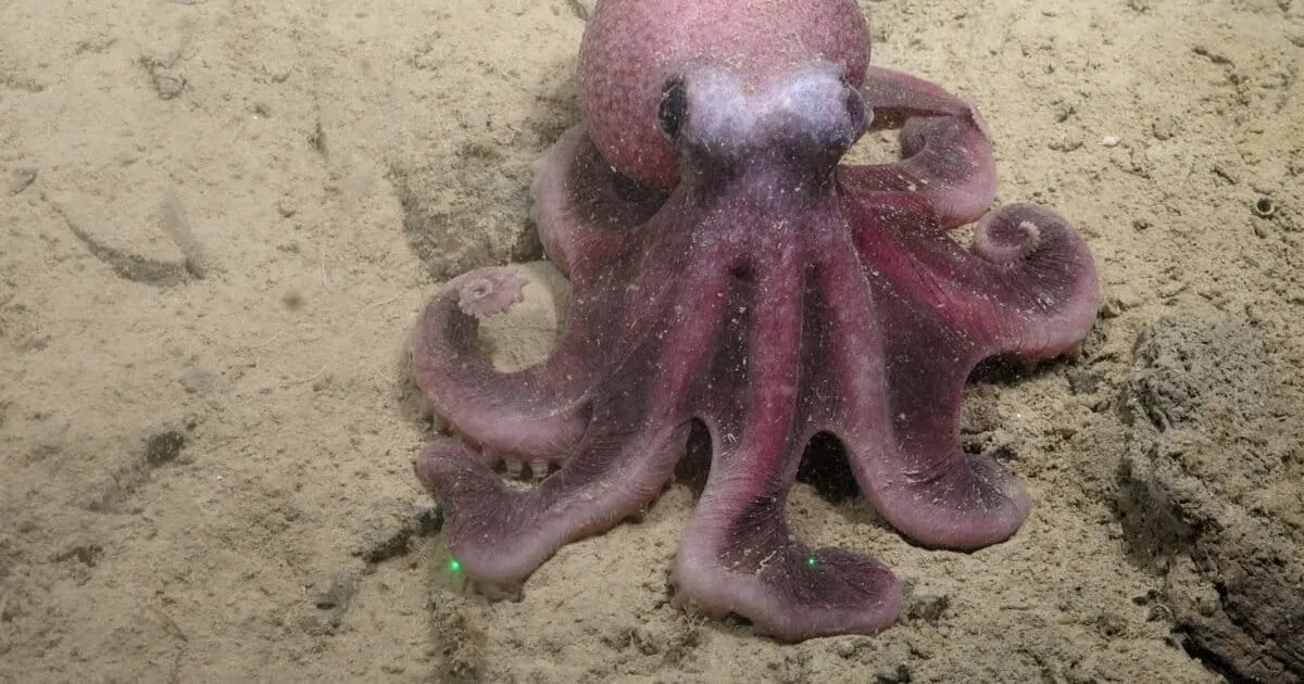 Nieuwe diepzee-inktvissoort onthuld: Graneledone Sellanesi