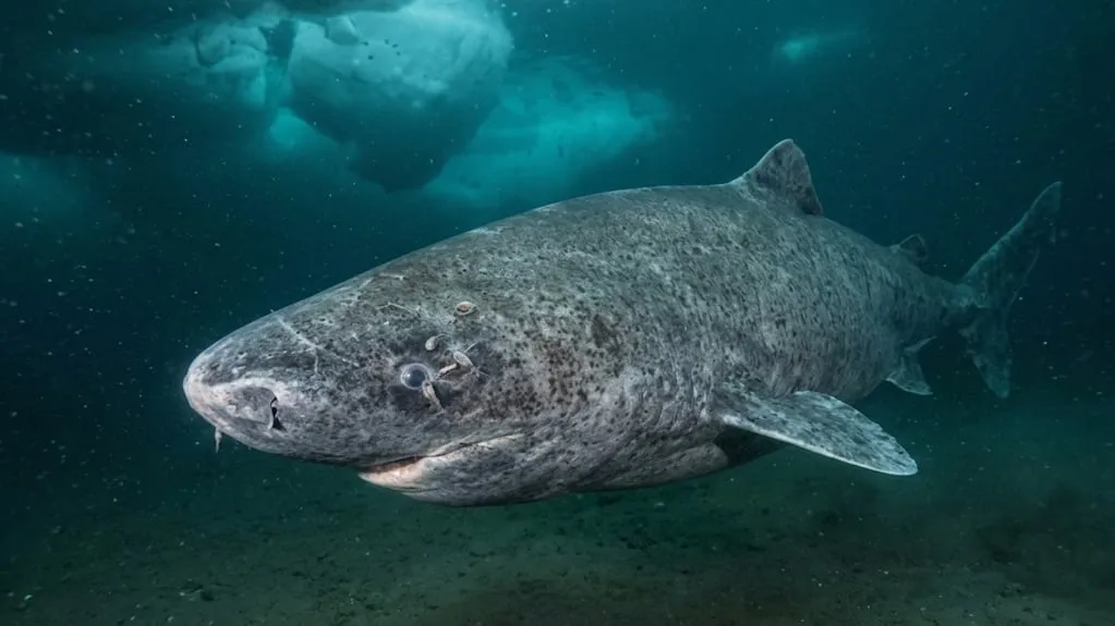 Historische vondst: wetenschappers lokaliseerden een haai van circa 399 jaar in de oceaan, geboren in 1627