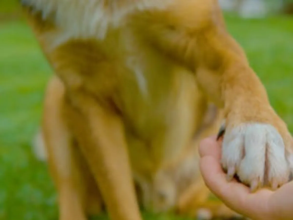 Wat betekent het als je hond je met zijn poot aanraakt