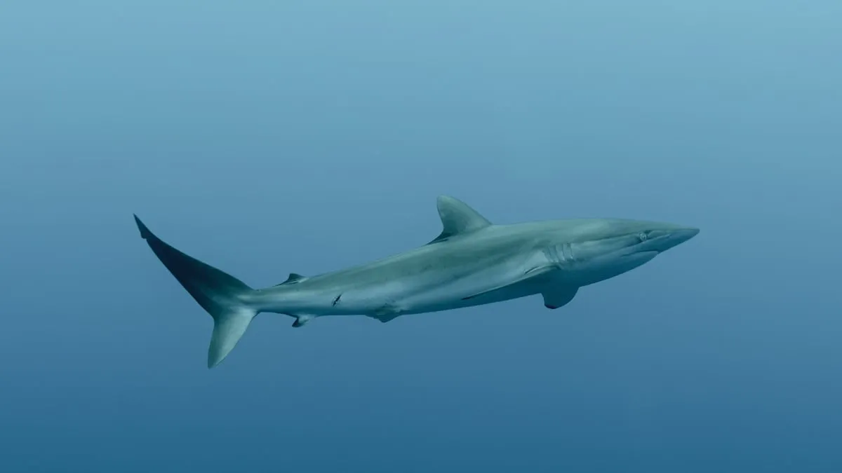 Verkeerd gelabelde vis in Ecuador: een onderzoek naar corvina en haaienvlees