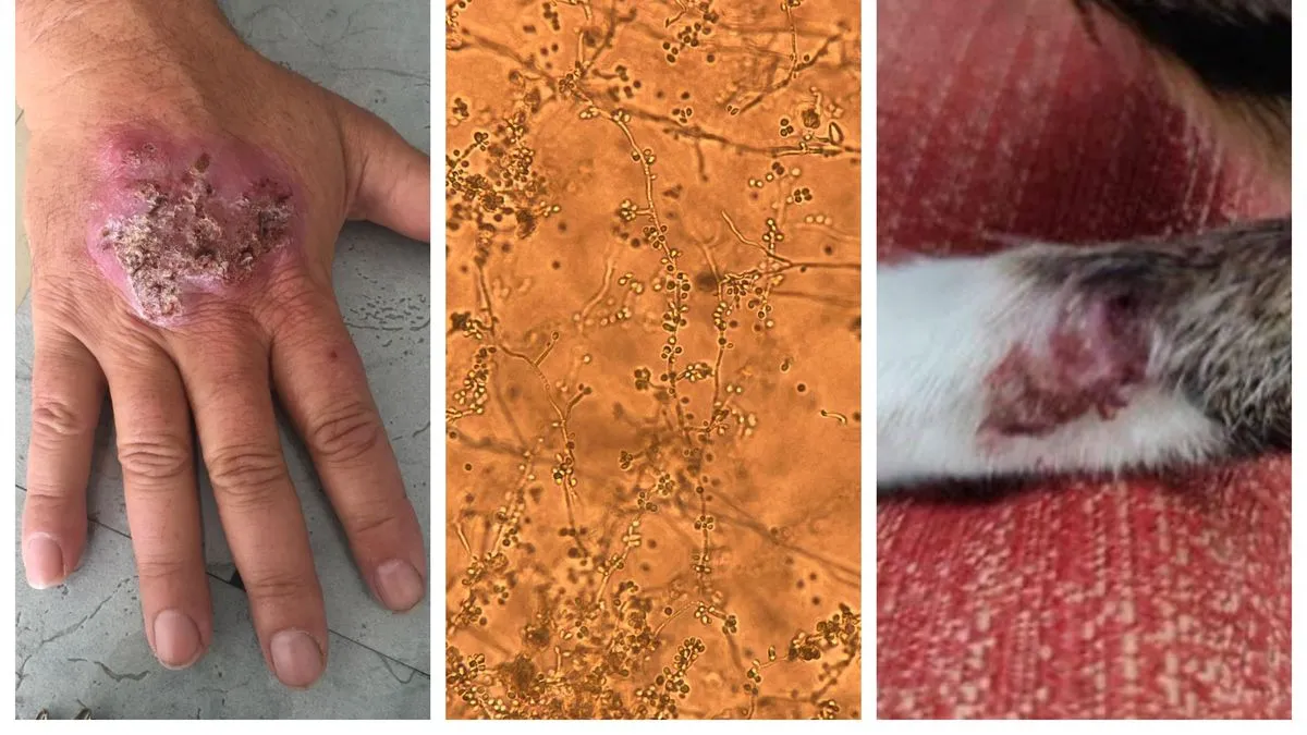 Uitbraak van Sporothrix brasiliensis in Uruguay: een nieuwe gezondheidsuitdaging